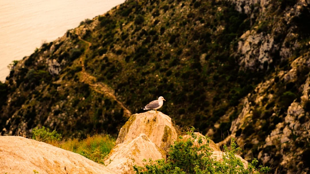 Monti dell'Uccellina